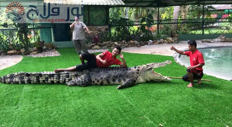 Crocodile Park shows Langkawi Malaysia