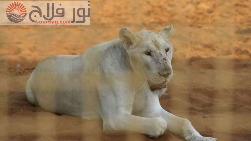 Ras Al Khaimah Zoo Tourism in Ras Al Khaimah