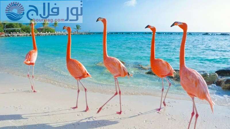 Flamingo Beach Tourism in Ras Al Khaimah