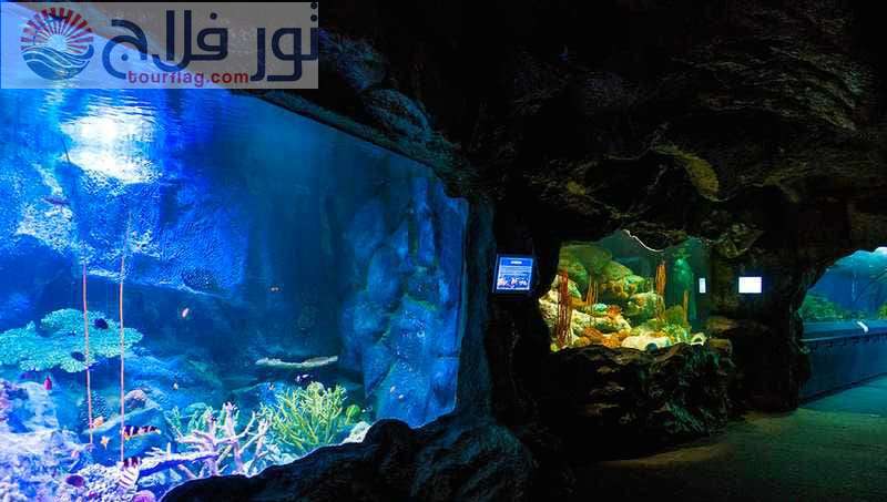 عالم تحت الماء بتايا الاماكن السياحية في باتايا تايلاند