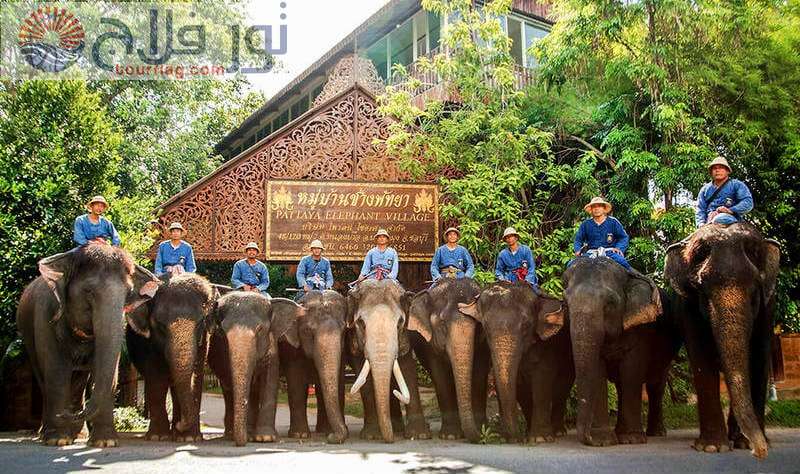 قرية الفيلة في بتايا تايلاند