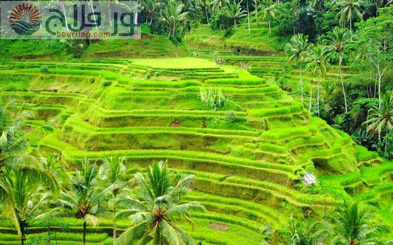 4 انشطة سياحية يمكن القيام بها في مدرجات أرز تيجالالانج في بالي
