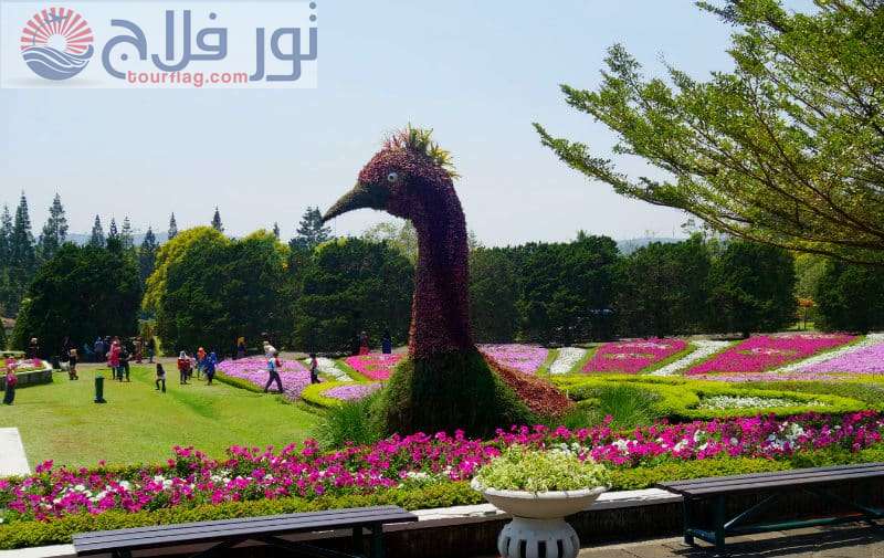 حديقة الزهور بونشاك نوسانتارا سياحه بونشاك اندونيسيا