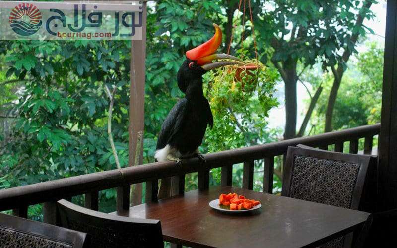 حديقة الطيور في كوالالمبور شهر العسل ماليزيا