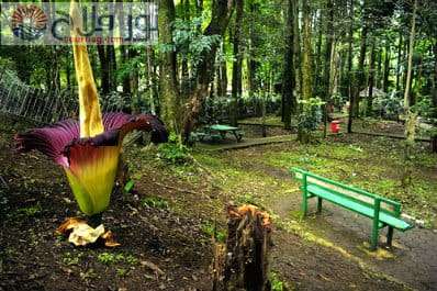 حديقة الغابات باندونج جوندا باندونج بالي اندونيسيا
