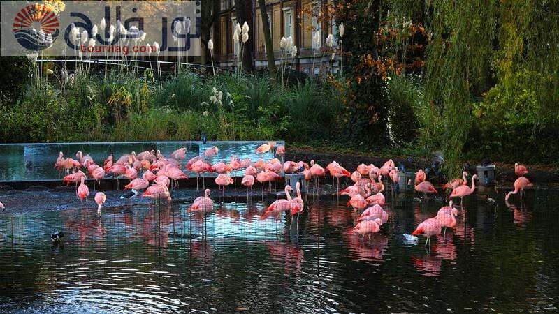 حديقة حيوان أمستردام الملكية السياحة في امستردام 