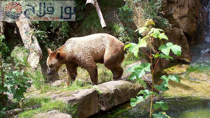حديقة حيوان جبال الألب إنسبروك السياحة في انسبروك