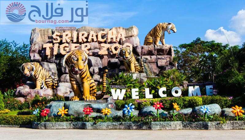حديقة حيوان سريراتشا تايجر بتايا سياحة تايلاند