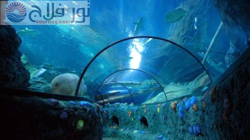 متحف الحياة البحرية السياحة في لاهاي