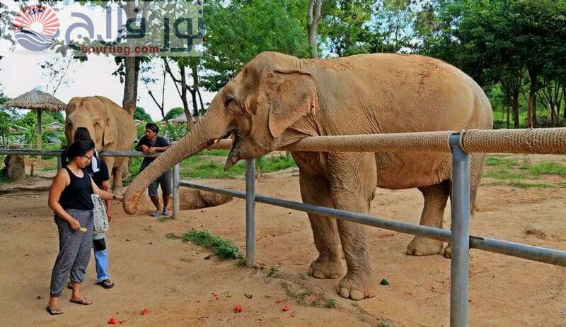 محمية الفيلة ساموي جزر تايلاند كوه ساموى