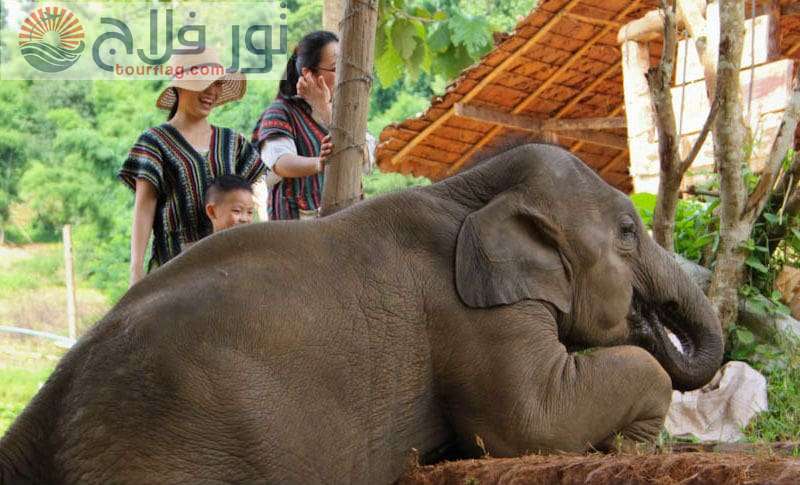 محمية غابة الفيلة جزيرة شنغماي سياحه في تايلاند