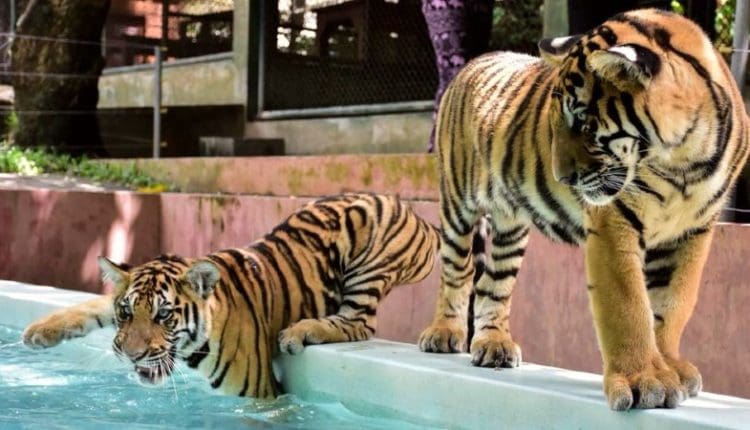 مملكة النمور رحلات شهر العسل في تايلاند